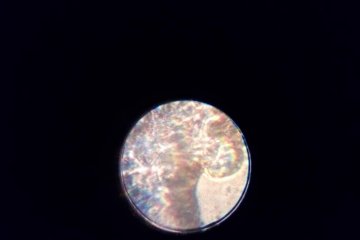 2019_01_mikroskop