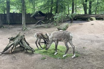 ŠvP - zvířátka na naší planetě - 11. 6.