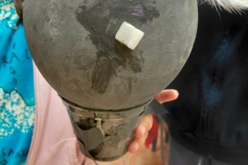 ŠvP - zvířátka na naší planetě - 12. 6.