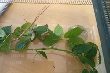 Josífek svátek, slovní druhy venku