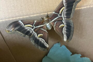 Chováme martináče pajasanové
