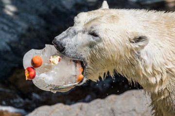 Zmrzlina pro lední medvědy obsahuje ryby, jablka a mrkev. | Foto: Petr Hamerník, ZOO Praha